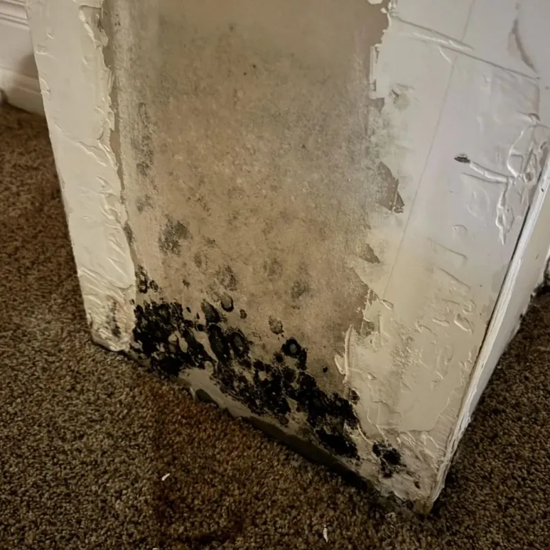 Professional Mold Removal in Williamsburg, PA